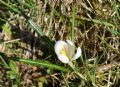 Crocus vernus